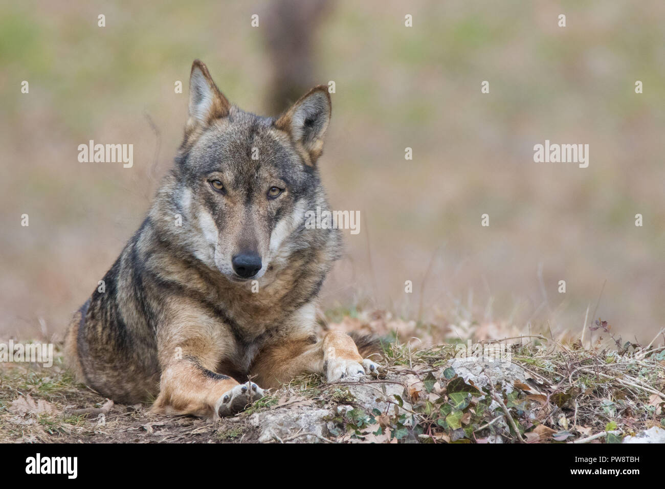 wolves in nature Stock Photo - Alamy