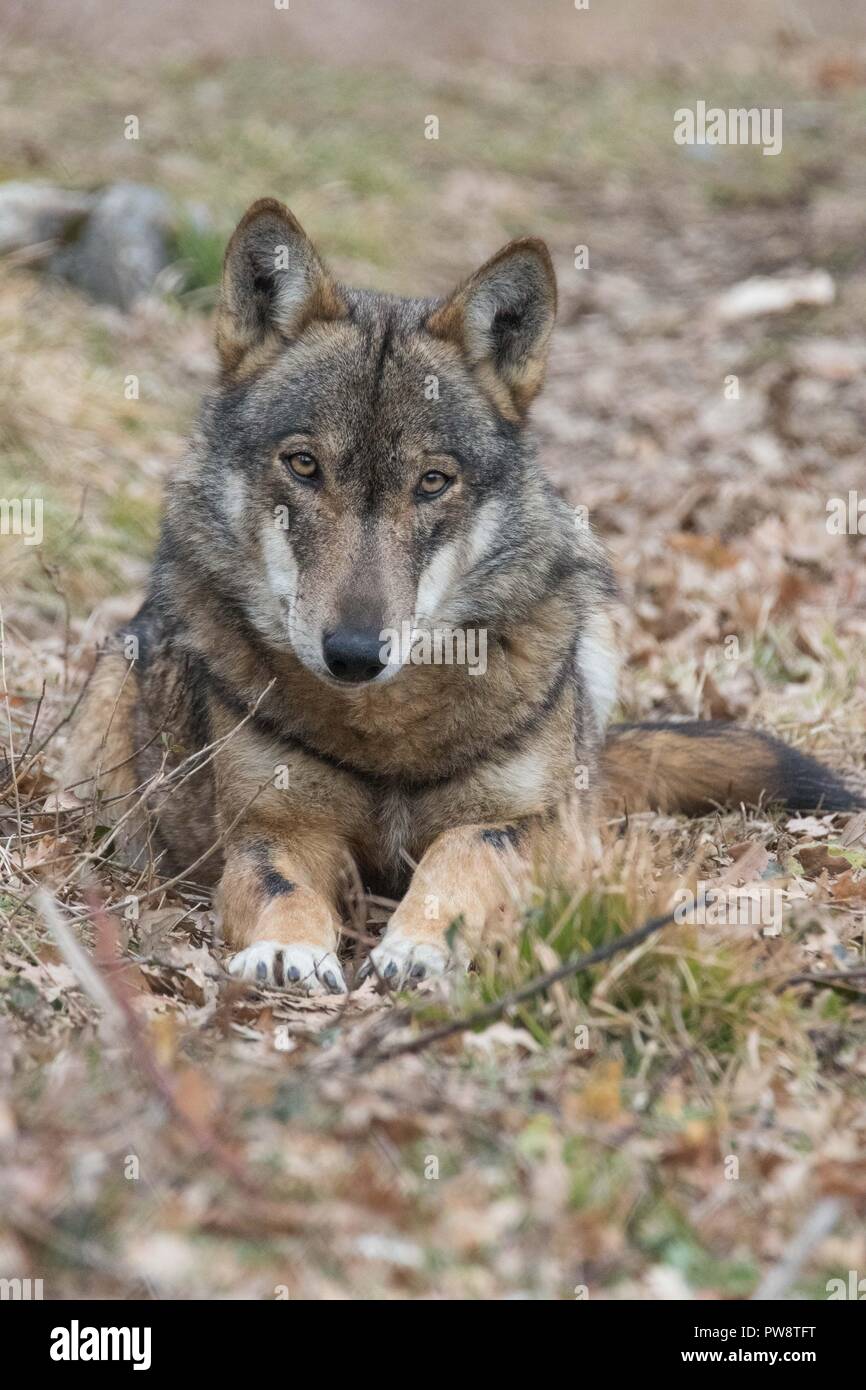 wolves in nature Stock Photo - Alamy