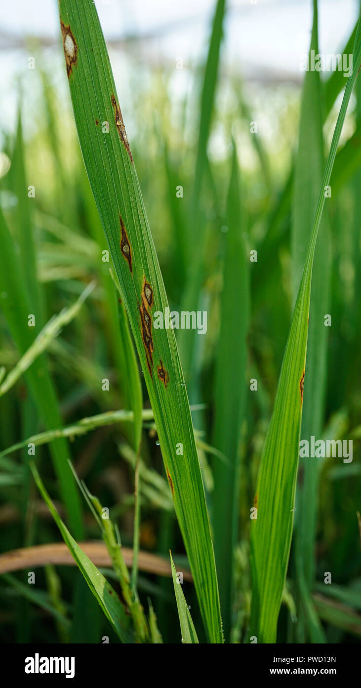 Rice leaf spot symptom hi-res stock photography and images - Alamy