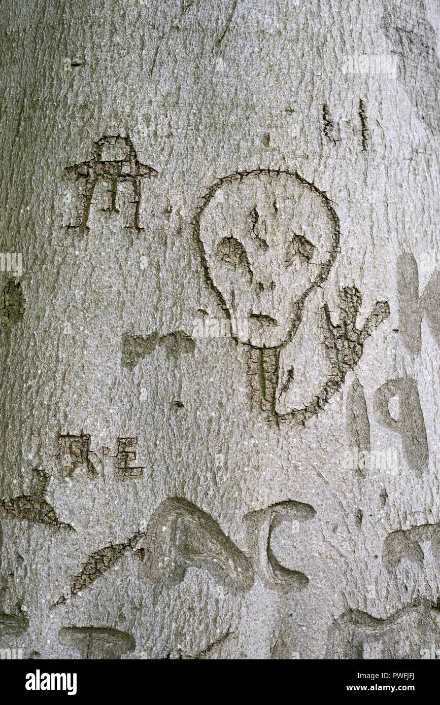 Extraterrestrial or Alien and UFO, Spaceship or Spacecraft Carved in Beech Tree Bark at Bakers Hill Wood Mickleton Gloucestershire England Stock Photo