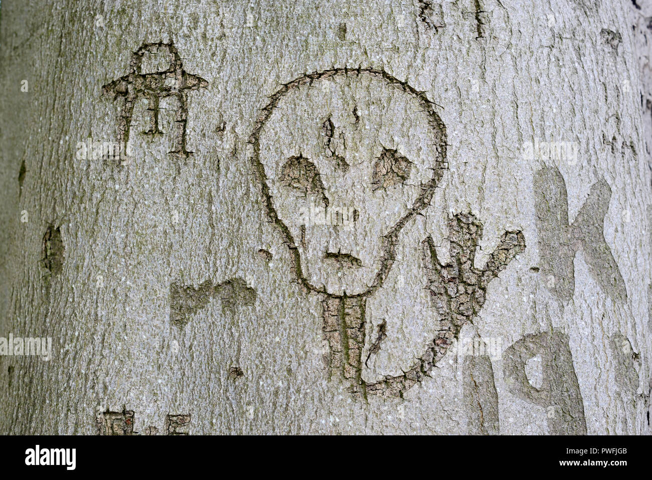 Extraterrestrial or Alien and UFO, Spaceship or Spacecraft Carved in Beech Tree Bark at Bakers Hill Wood Mickleton Gloucestershire England Stock Photo