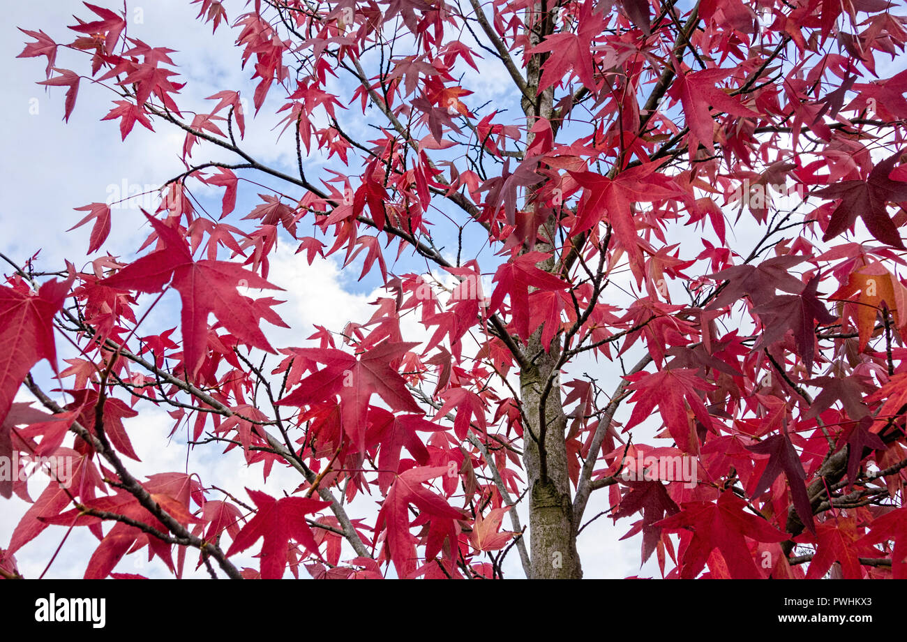 Red Acer Tree UK Stock Photo