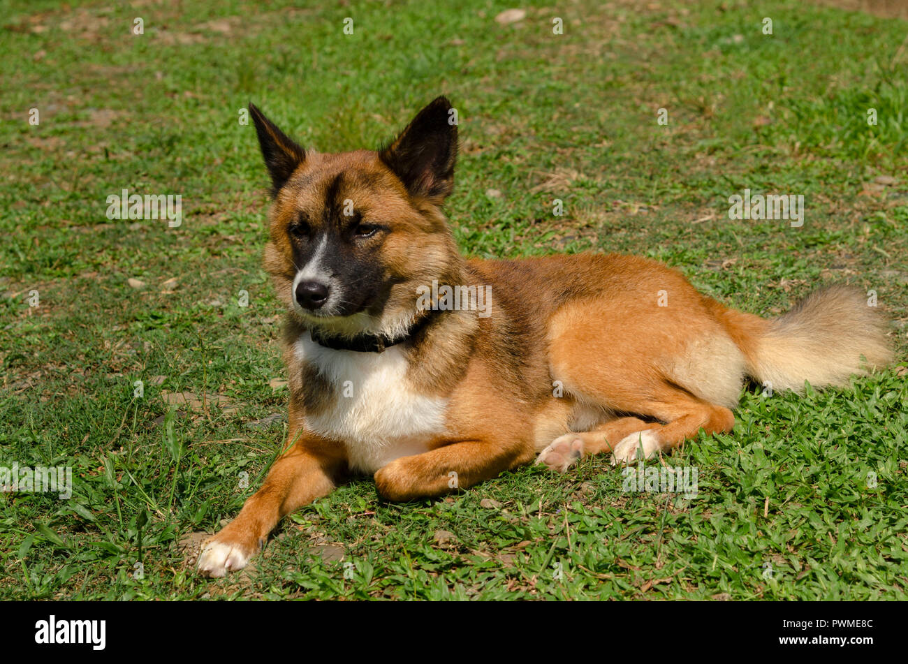 Dog portrait (Figo) Stock Photo