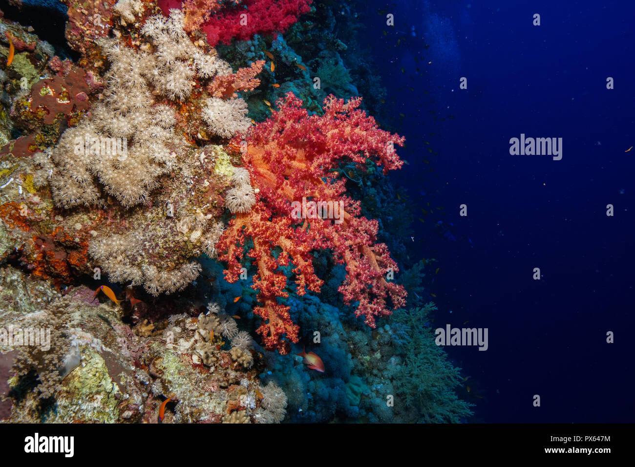 Coral Reef at the Red Sea Egypt Stock Photo