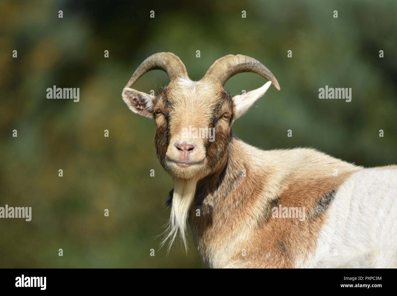 Billy Goat / Male Goat Stock Photo