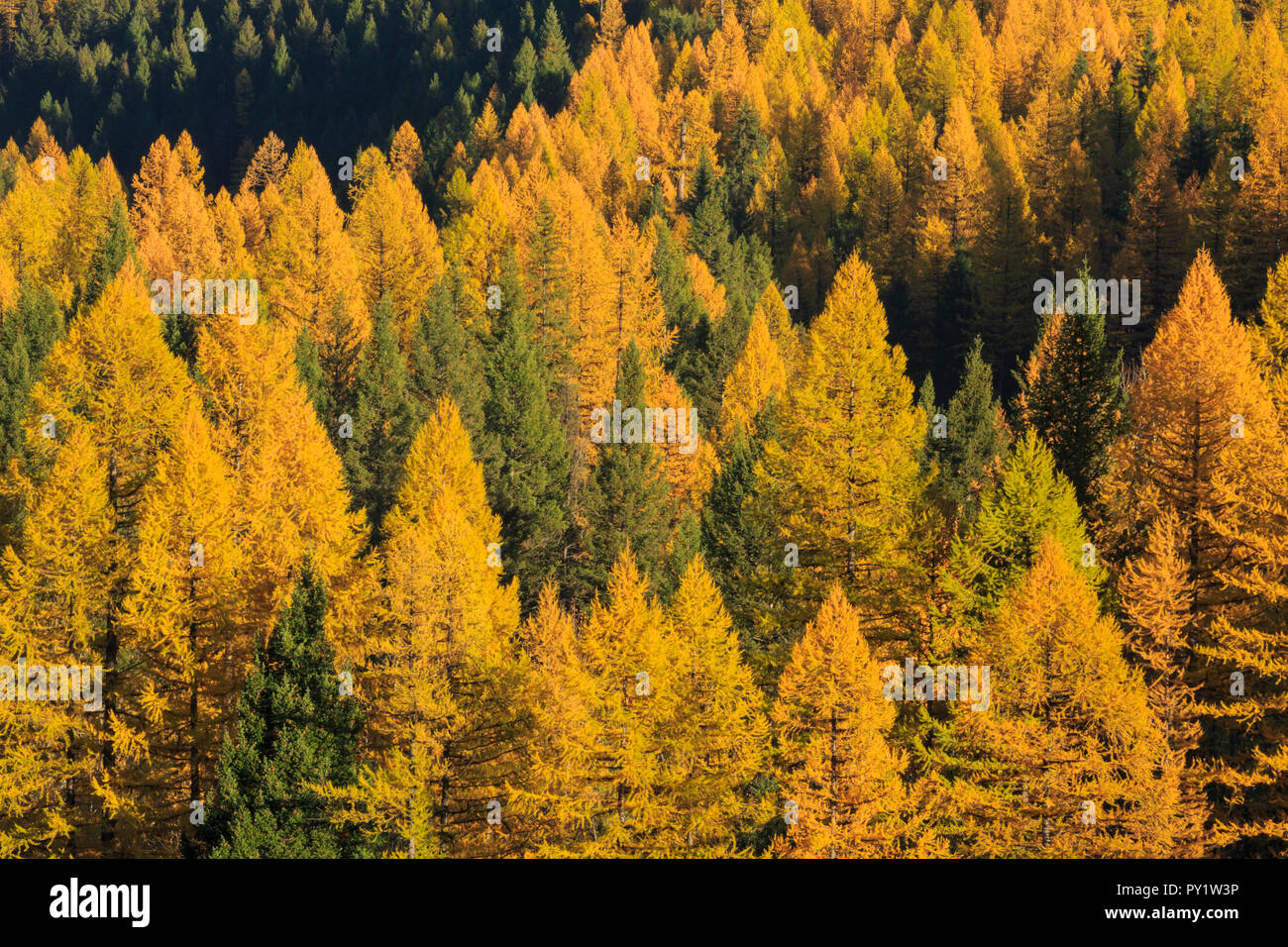 western larch in fall color near essex, montana Stock Photo