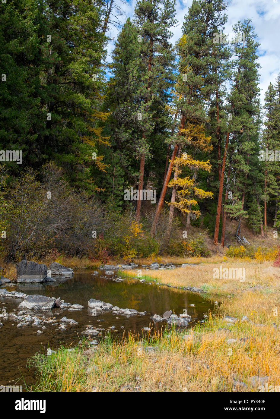 The North Fork of Oregon's Crooked River, near its source in the Ochoco Mountains, with a couple of Western Larch trees in their fall color Stock Photo