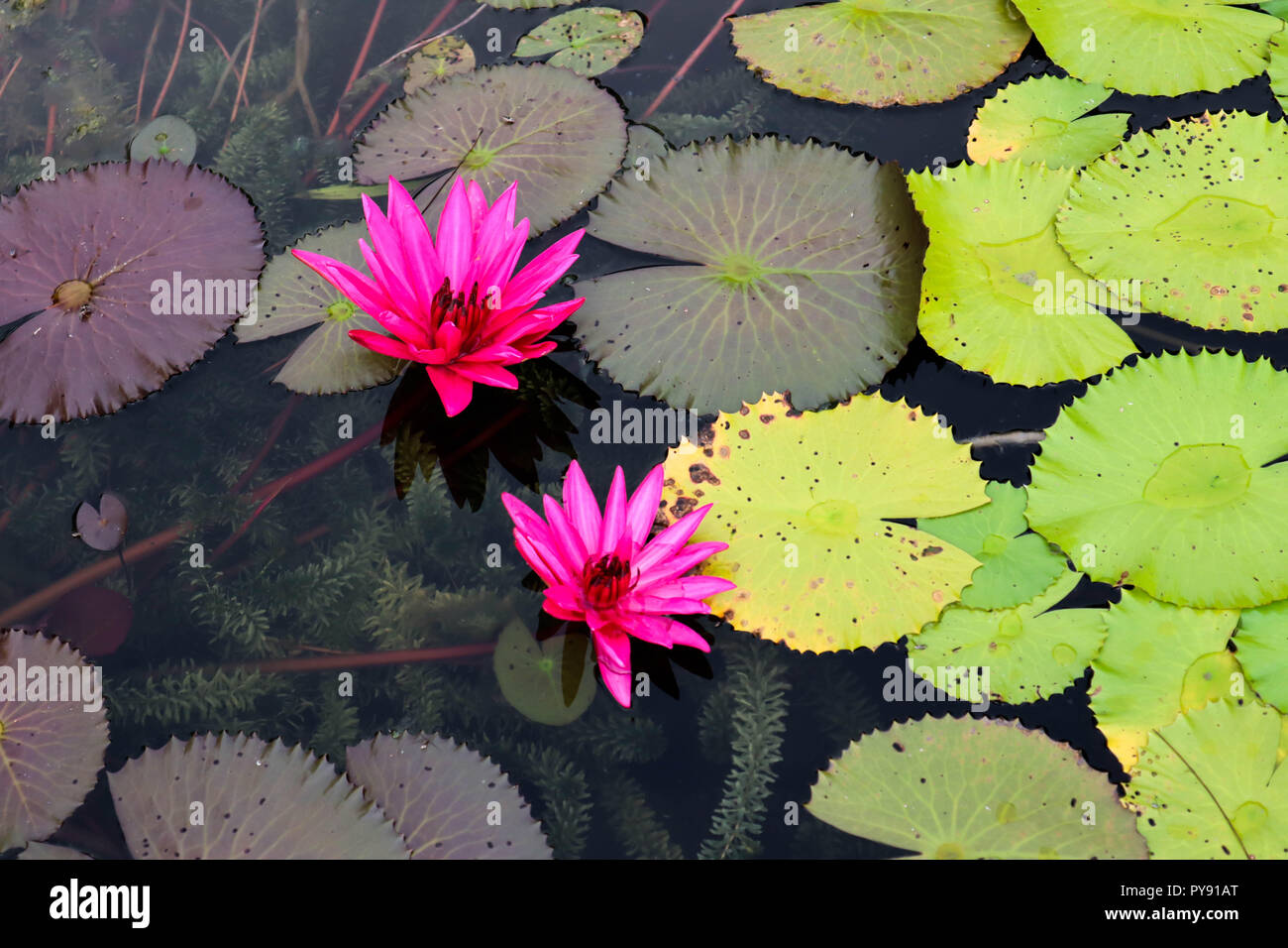 Water lily blooming for sunlight. Stock Photo