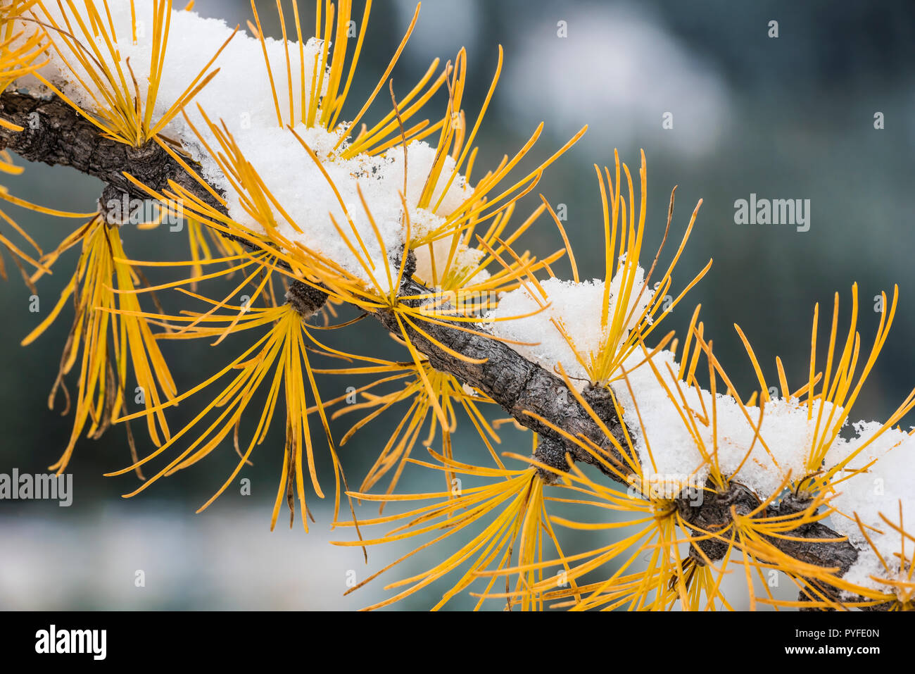 Western Larch (Larix occidentalis), Peter Lougheed Provincial Park, Alberta, Canada, by Bruce Montagne/Dembinsky Photo Assoc Stock Photo