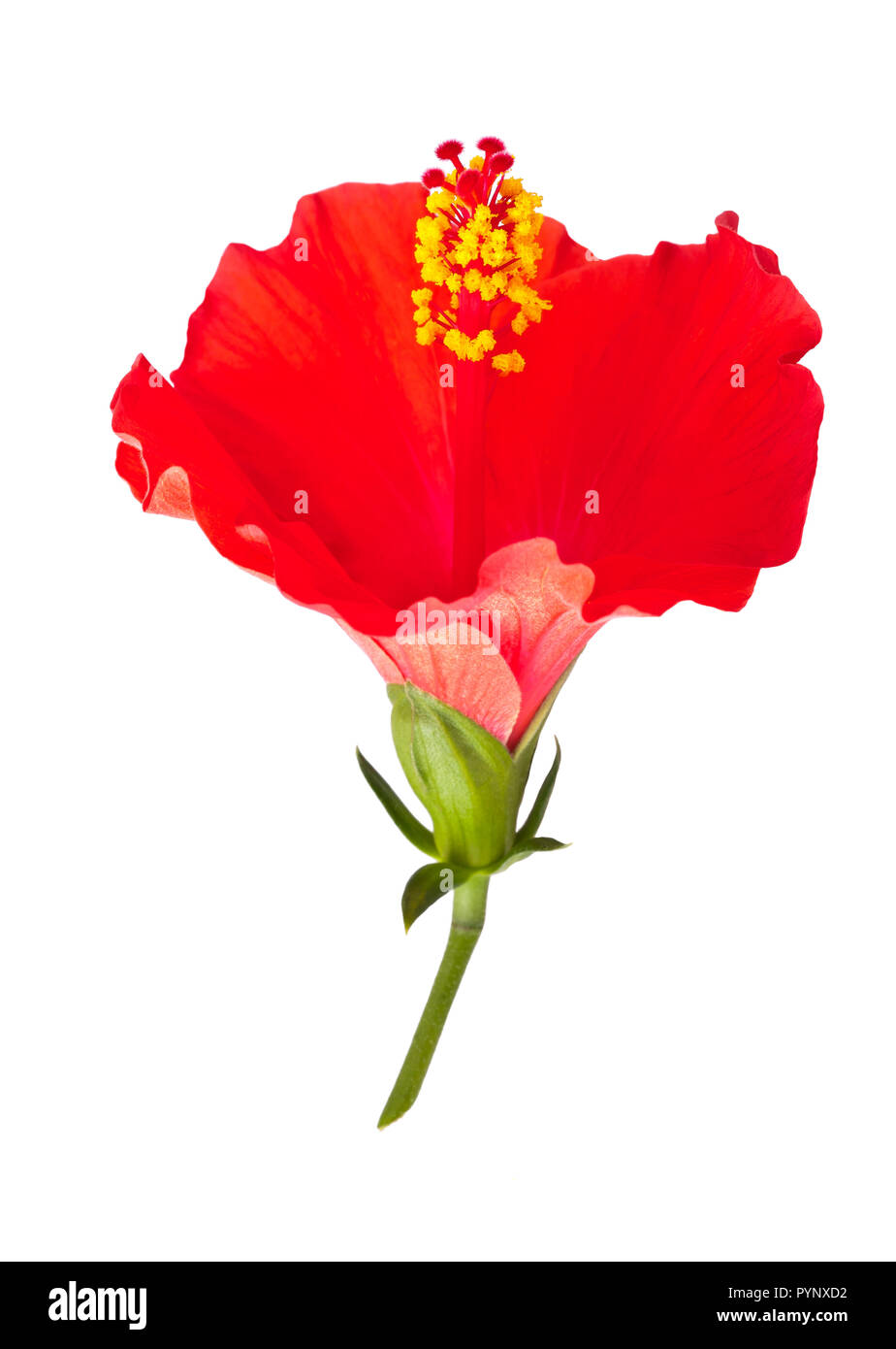 Red hibiscus flower isolated on white background Stock Photo