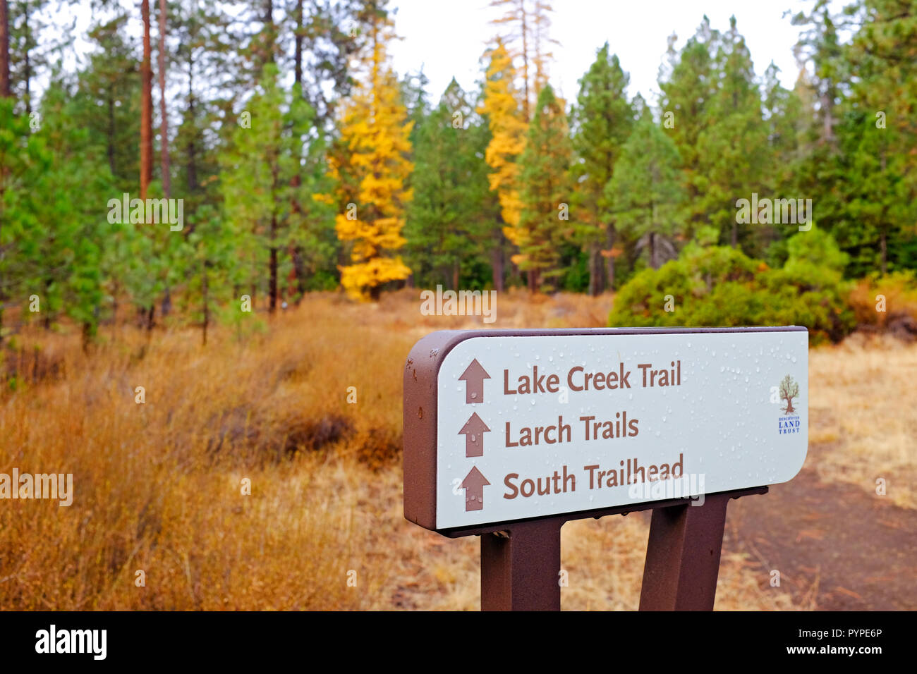 A hiking trail through a larch tree forest in the Metolius Natural Area in the Cascade Mountains near sisters, Oregon. Stock Photo