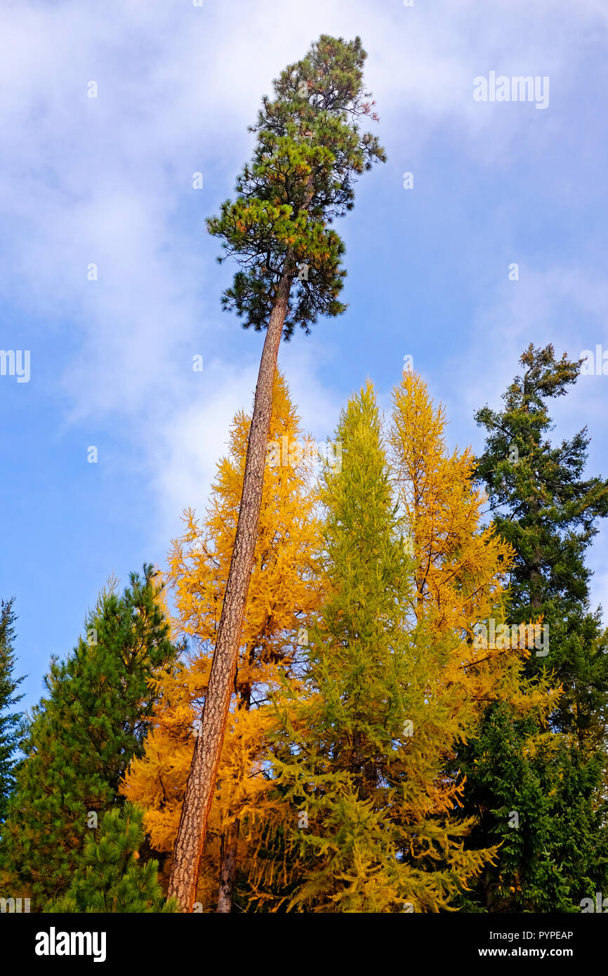 A mixture of Western Larch trees, Larix occidentalis, and Ponderosa pine trees in the Deschutes National Forest in Oregon. Large trees turns gold in t Stock Photo