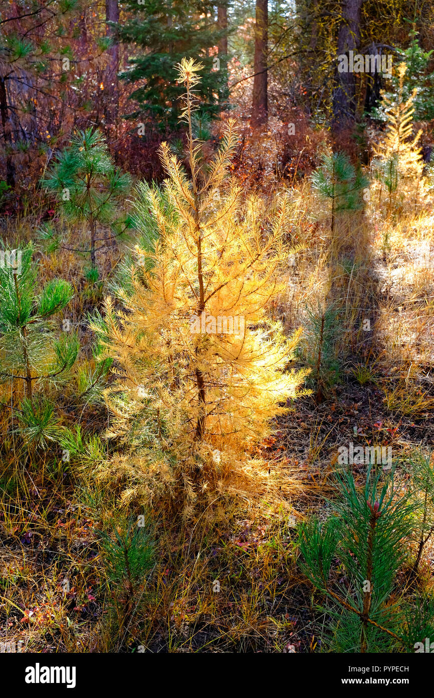 A young Western Larch tree, Larix occidentalis, grows among a group of young ponderosa pine trees. Larch trees  turn gold in the fall just before losi Stock Photo