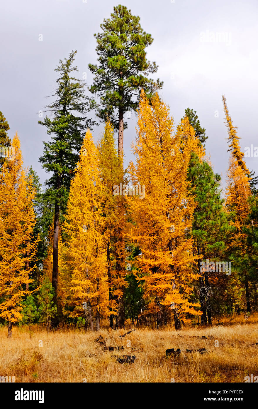 Western Larch trees, Larix occidentalis, turn gold in the fall just before losing their needles for the winter. They are the only evergreen tree that  Stock Photo