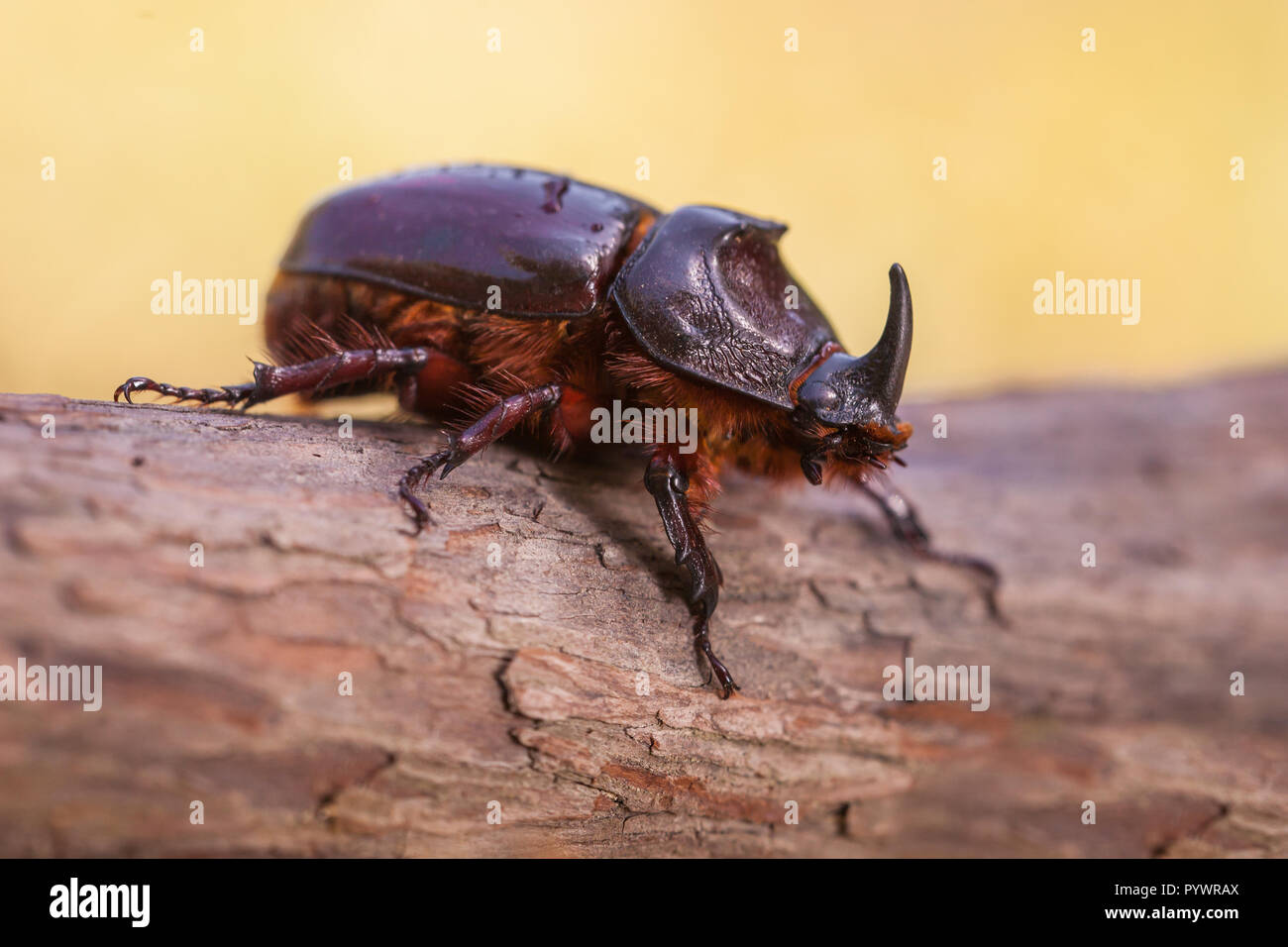 Rhinoceros Beetle (Oryctes nasicornis) With Beautiful Background Stock Photo