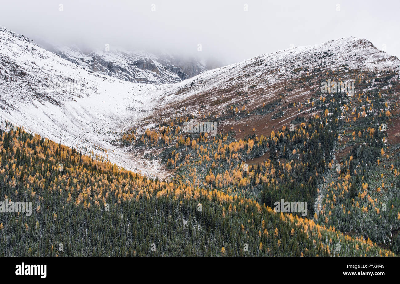 Western Larch (Larix occidentalis), Peter Lougheed Provincial Park, Alberta, Canada, by Bruce Montagne/Dembinsky Photo Assoc Stock Photo