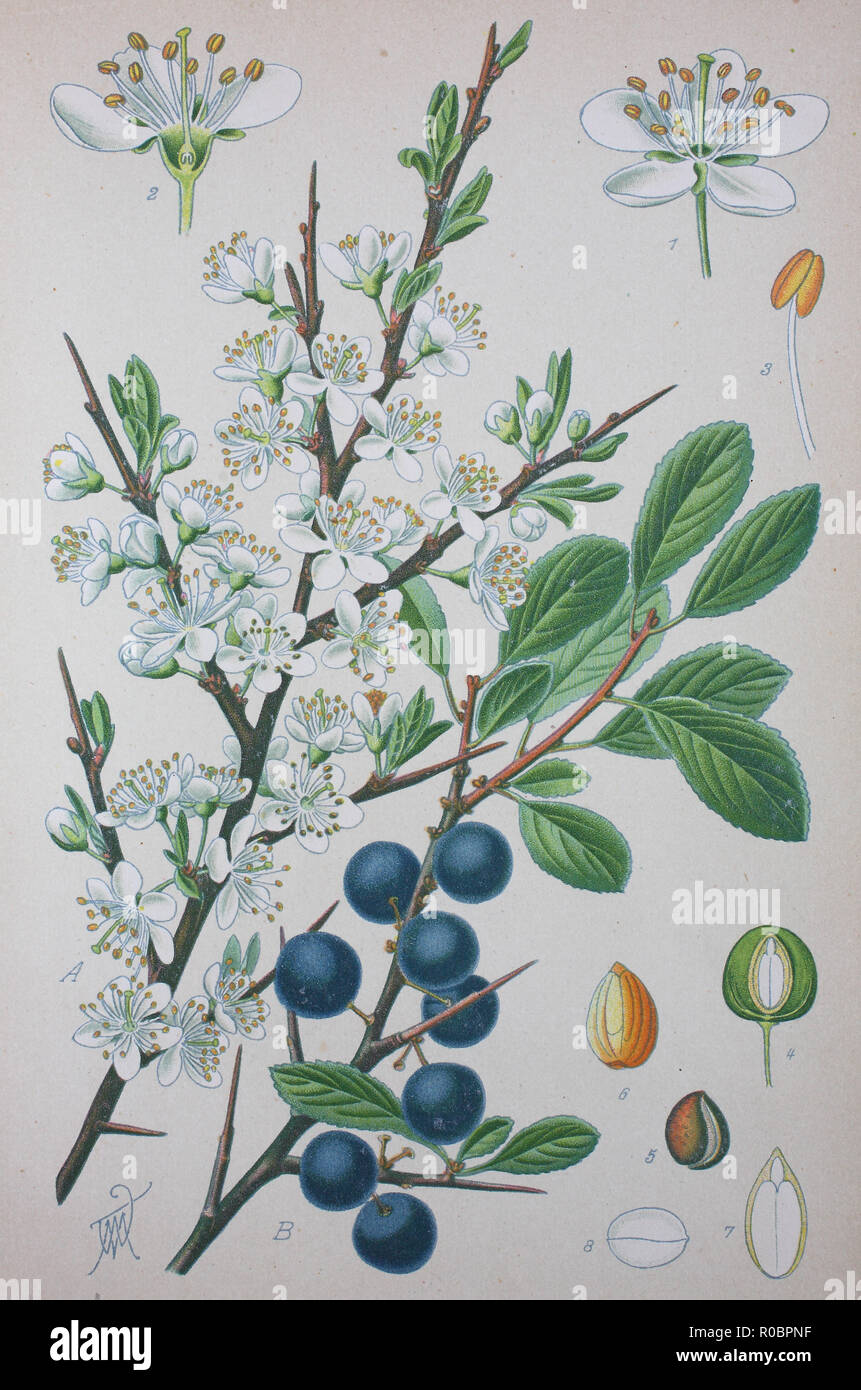 Digital improved high quality reproduction: Prunus spinosa, called blackthorn or sloe, is a species of flowering plant in the rose family Rosaceae Stock Photo