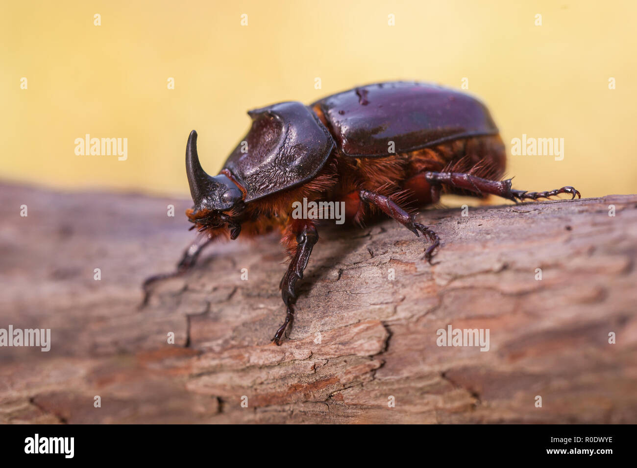 European Rhinoceros Beetle (Oryctes nasicornis) With Beautiful Background Stock Photo