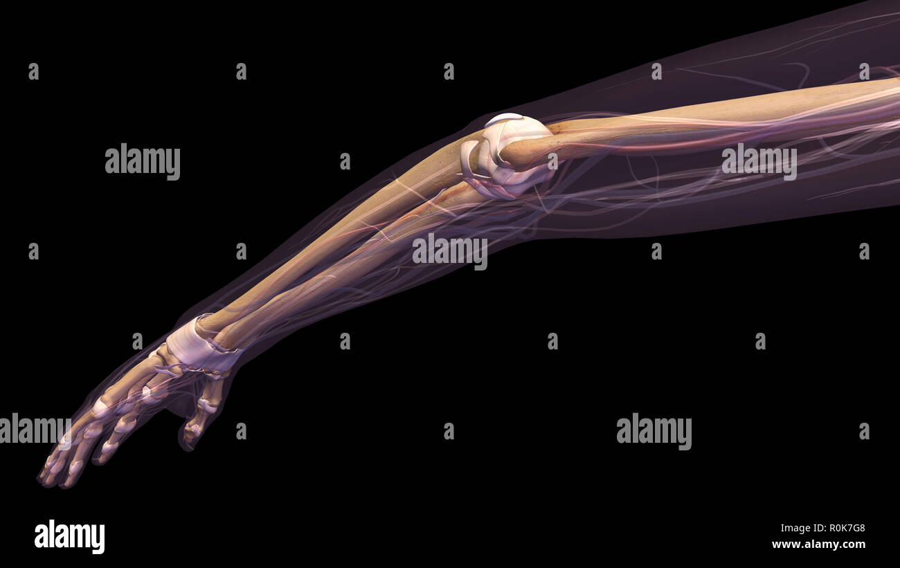 Female arm, elbow joint and bones, x-ray on black background. Stock Photo