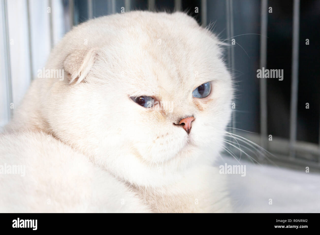 Portrait of a Scottish fold cat. Stock Photo