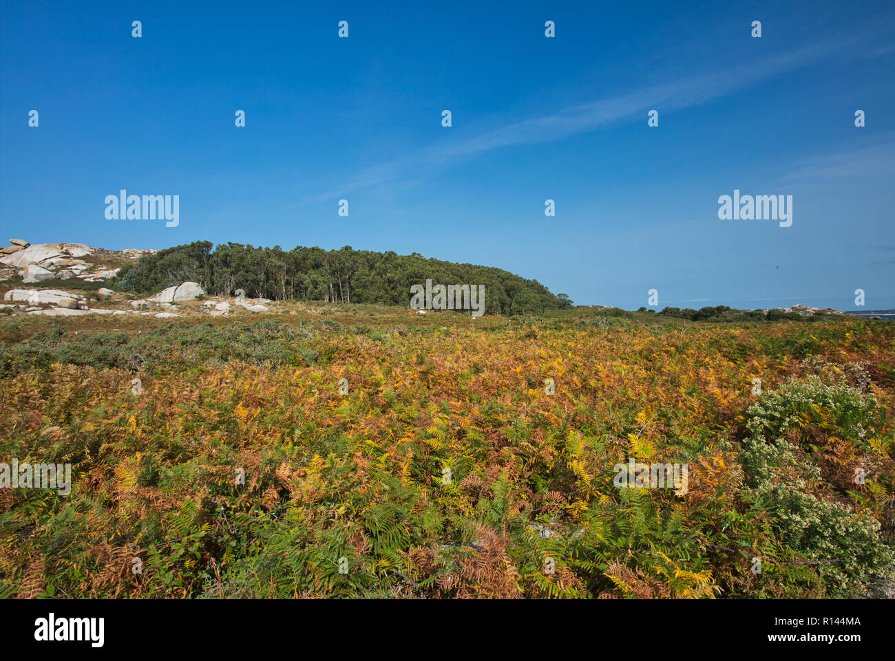 Ferns and wooden area on Illa de Salvora, Galicia, Spain. Stock Photo