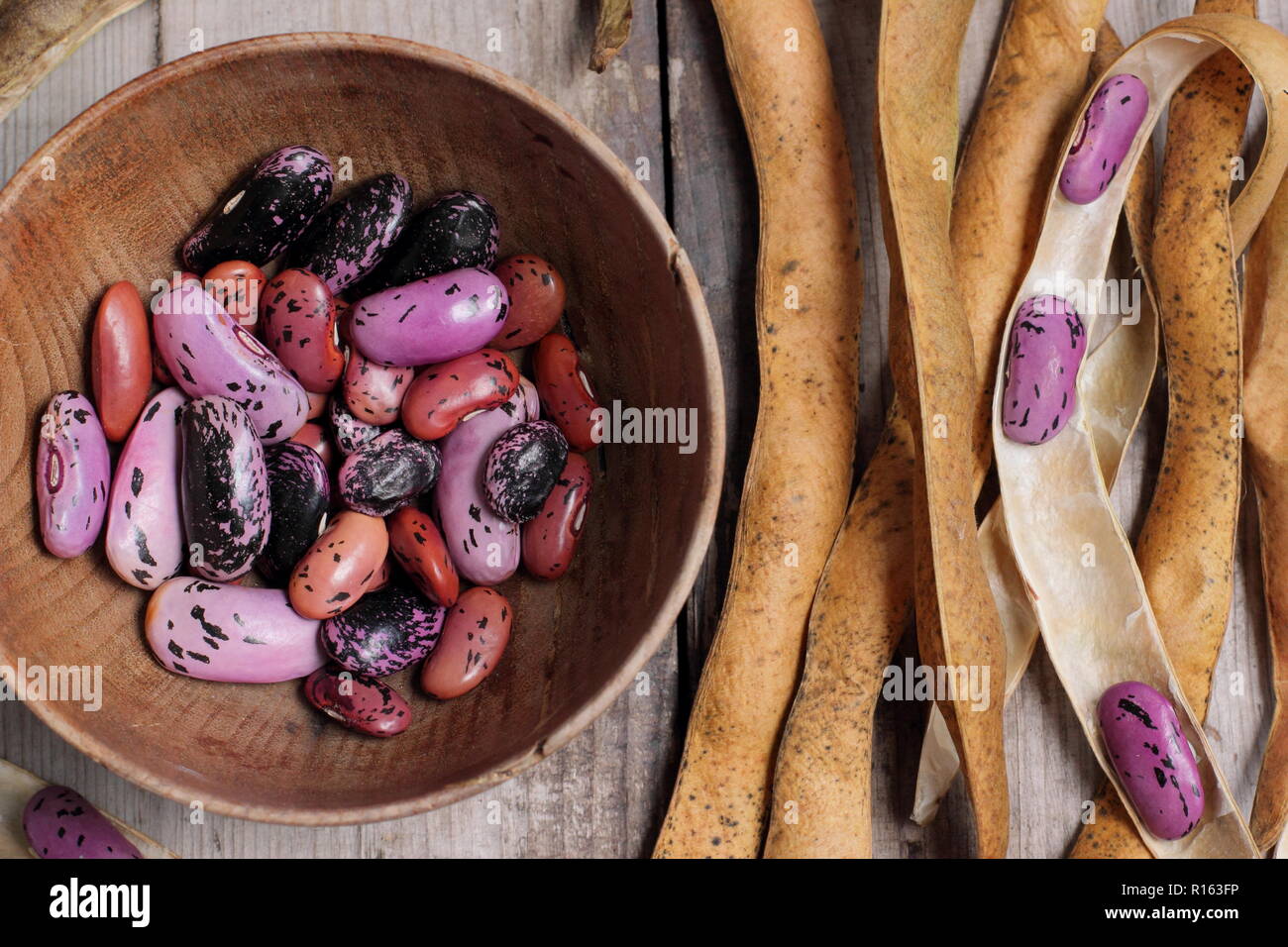 Phaseolus coccineus 'Scarlet Emperor'. Saving runner bean seed from dried pods, UK Stock Photo