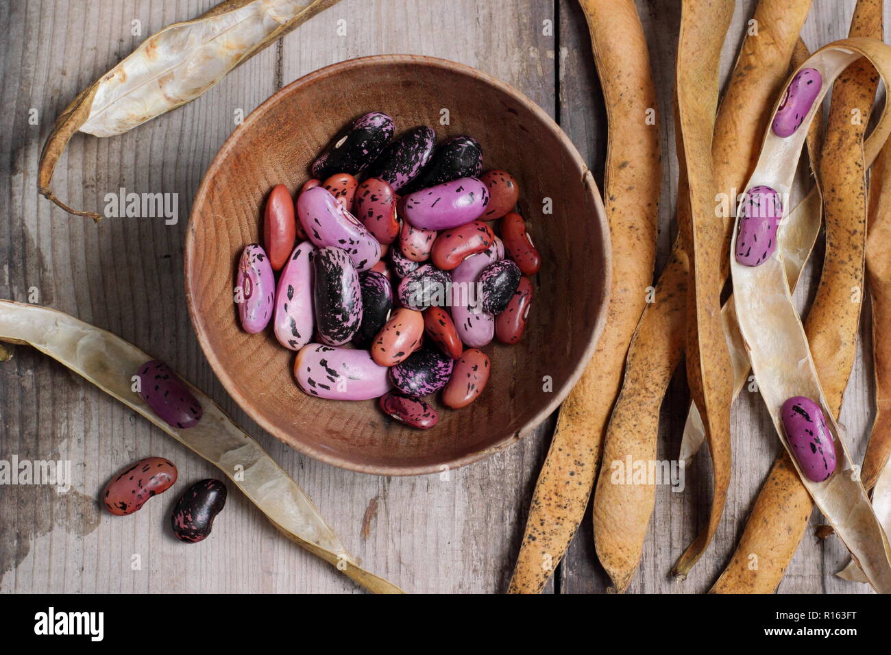 Phaseolus coccineus 'Scarlet Emperor'. Saving runner bean seed from dried pods, UK Stock Photo