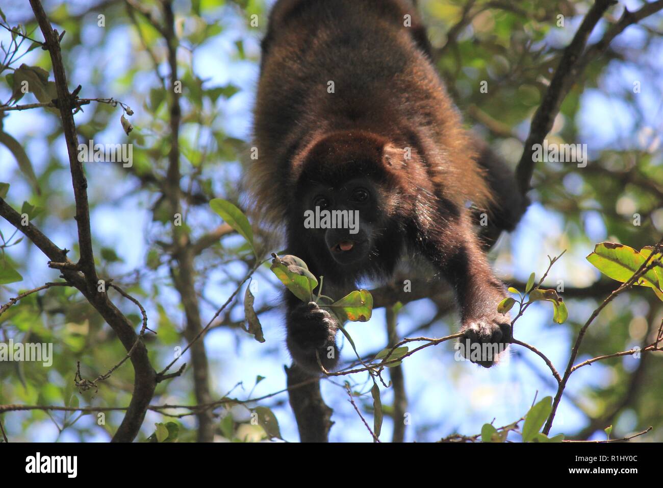 A spider monkey eyes his food near Tamarindo, Costa Rica Stock Photo