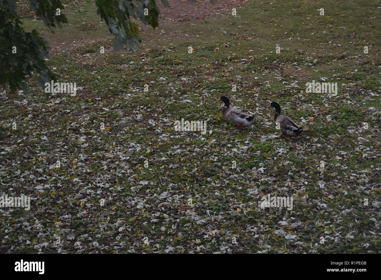 Mallard ducks in the Fall leaves at the duck park in Sweetwater, TN Stock Photo