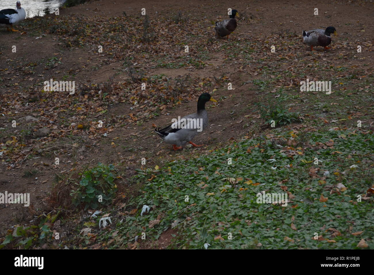 Mallard duck in the Fall leaves at the duck park in Sweetwater, TN Stock Photo