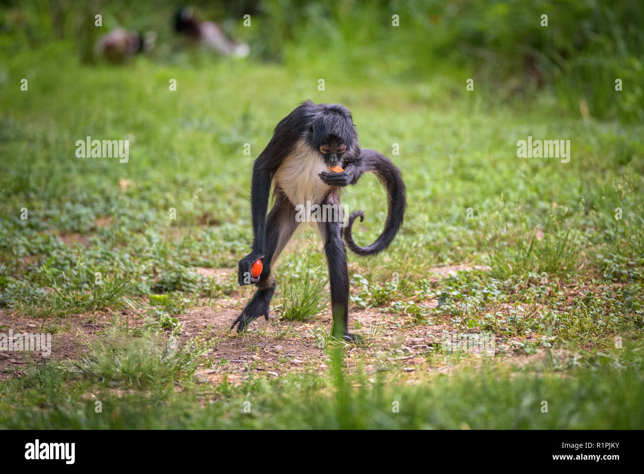 Portrait of Geoffroy's Spider Monkey Stock Photo