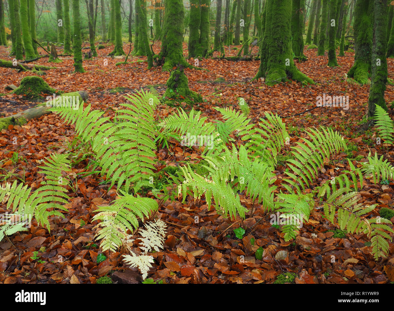 Ferns growing in small beech woodland with autumn leaves at Galtee Castle woods, Limerick, Ireland Stock Photo