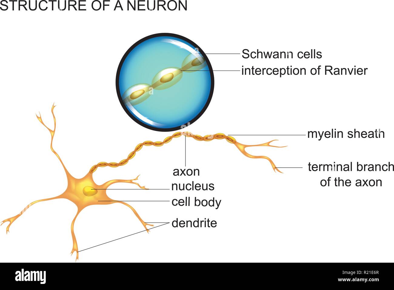 Nerve Cell Diagram Labeled