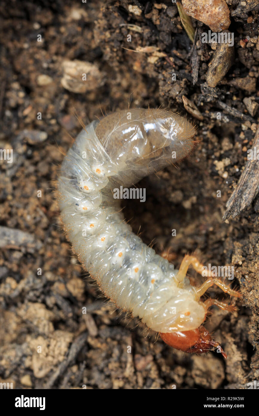 Japanese beetle larvae  (Popillia japonica) on ground Stock Photo