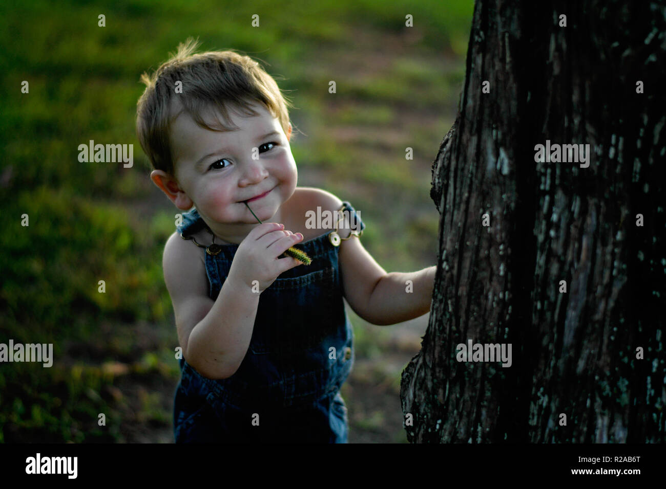 little boy wearing coveralls portrait with a foxtail weed in his mouth Stock Photo