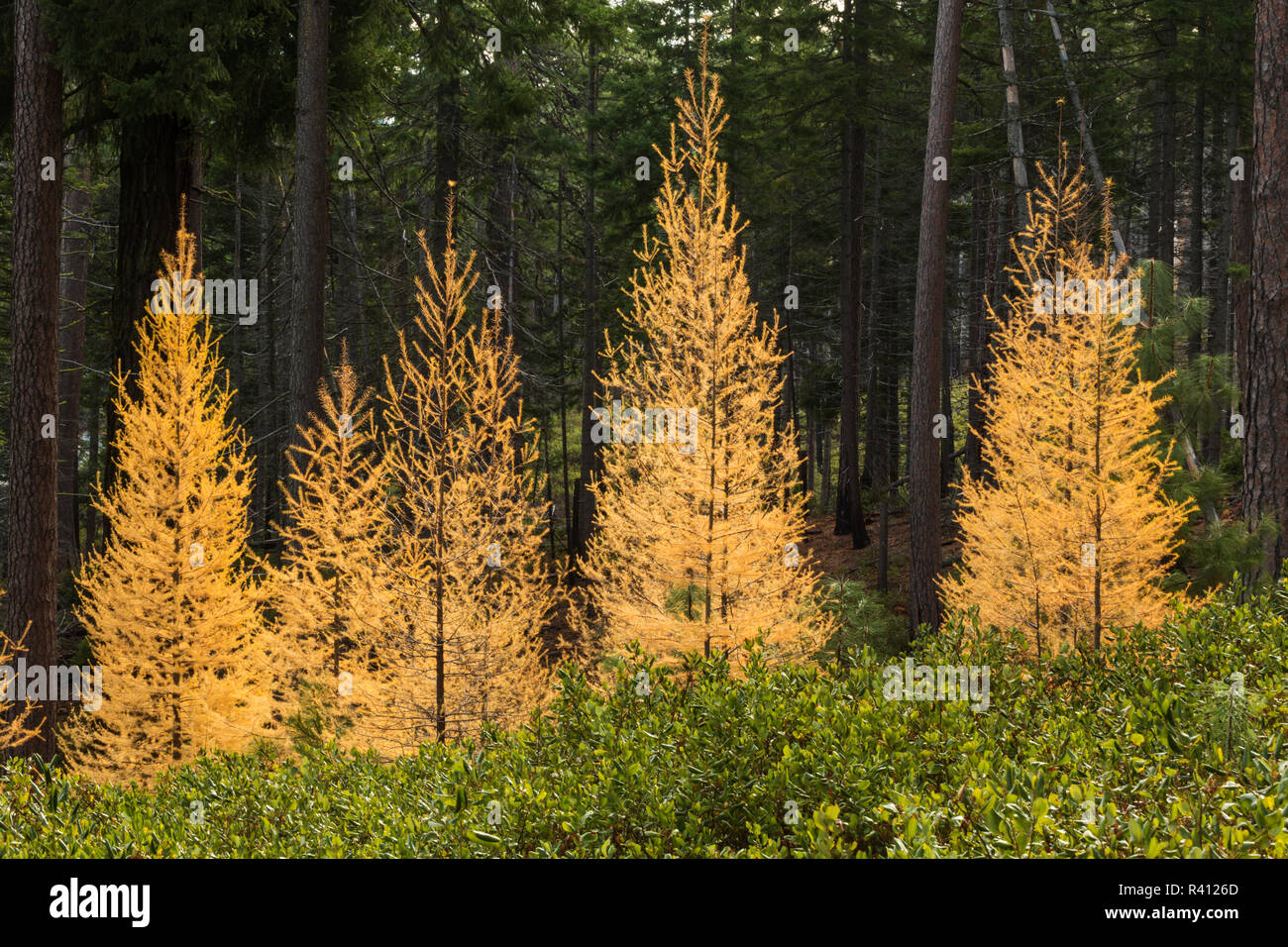 Western larch trees in autumn color, Larix occidentalis, Oregon Cascades, Oregon Stock Photo