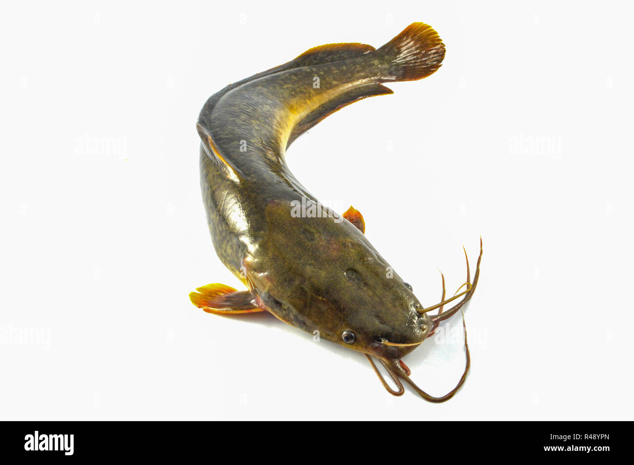 catfish isolated / fresh raw catfish isolate on white background - Fish of freshwater close up channel catfish Stock Photo