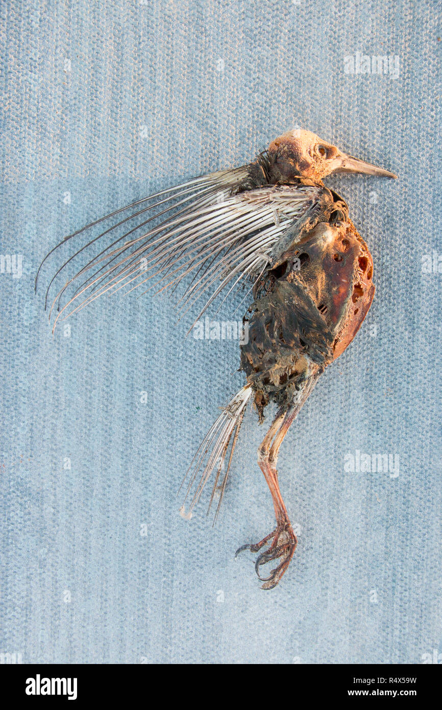 Dead Bird Skeleton, remains of Common starling (Sturnus vulgaris) , profile dried on a slab, UK Stock Photo