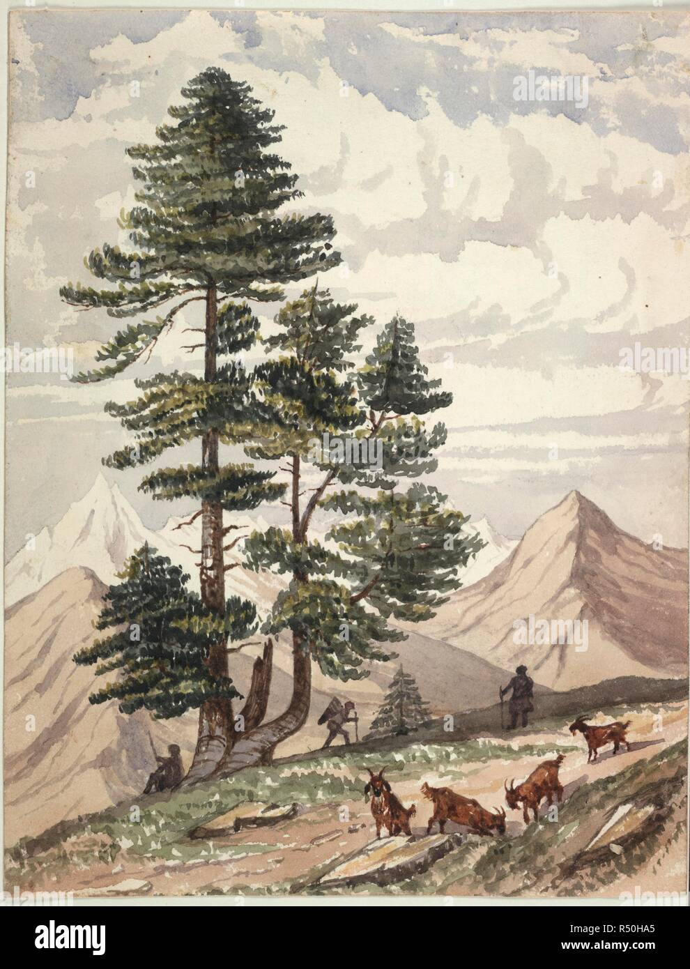 A deodar tree. c.1847. A deodar tree; hillmen and goats in the foreground (Punjab States). Watercolour.  Originally published/produced in c.1847. . Source: WD 2805,. Author: Oldfield, Henry Ambrose. Stock Photo