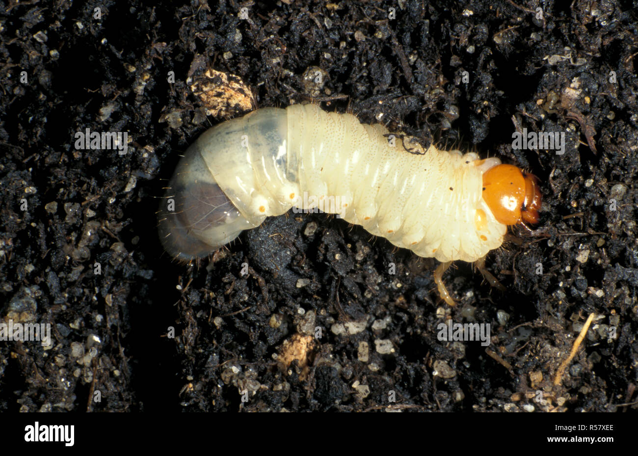 WHITE CURL GRUB (LARVAE OF THE AFRICAN BLACK BEETLE, Heteronychus arator) Stock Photo