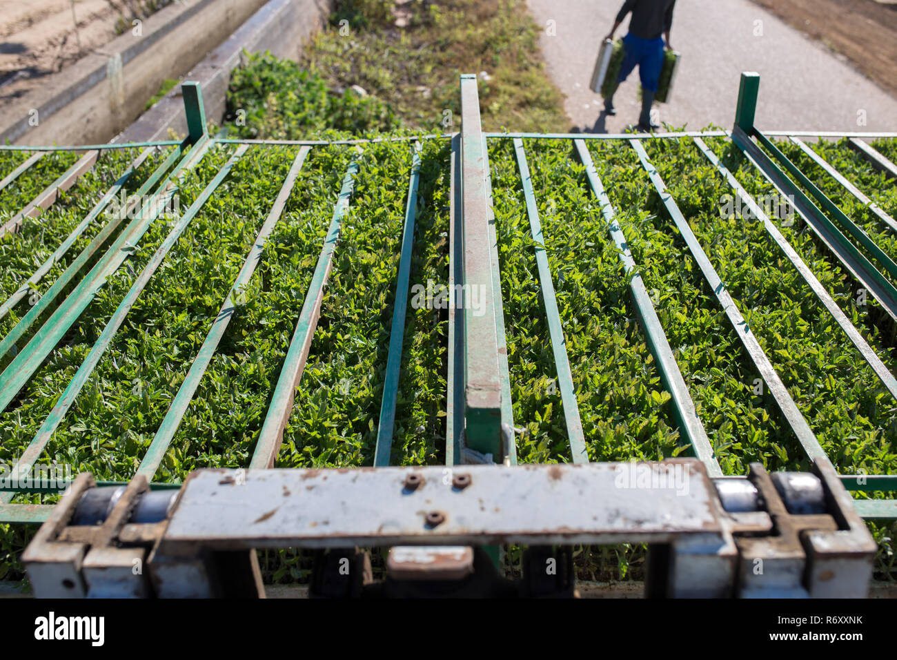 Farmer loading tomato seedlings trays on trailer racks Stock Photo