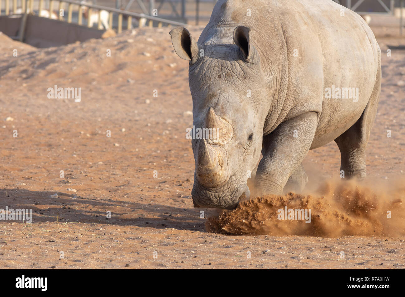 A White Rhino chases down a springbok keeping his area clear. (simom rhinocerodidae) Stock Photo