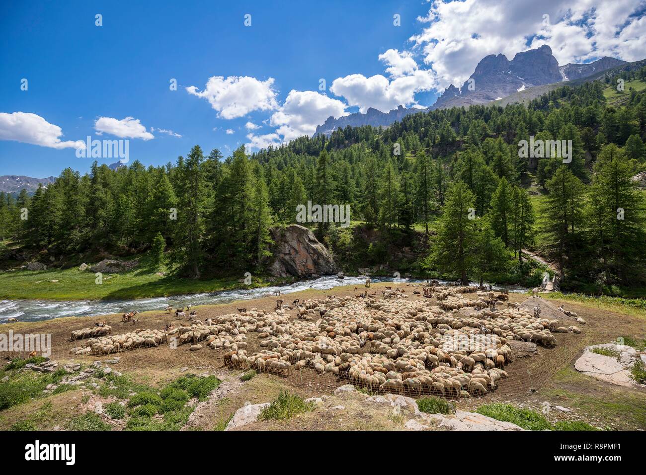 France, Hautes Alpes, Nevache, La Claree valley, flock of sheep in an enclosure Stock Photo