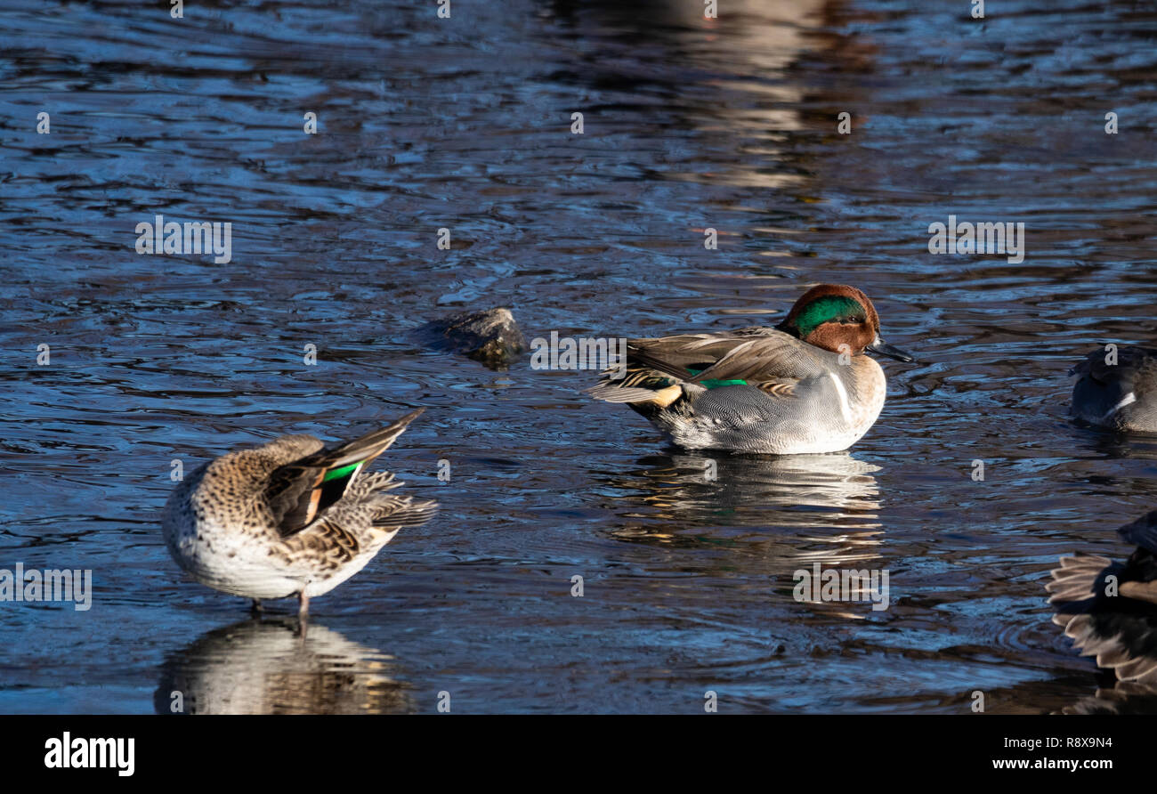 Male (right) Female (left) Green-Winged Teal, Anas carolinensis, Colorado, USA Stock Photo