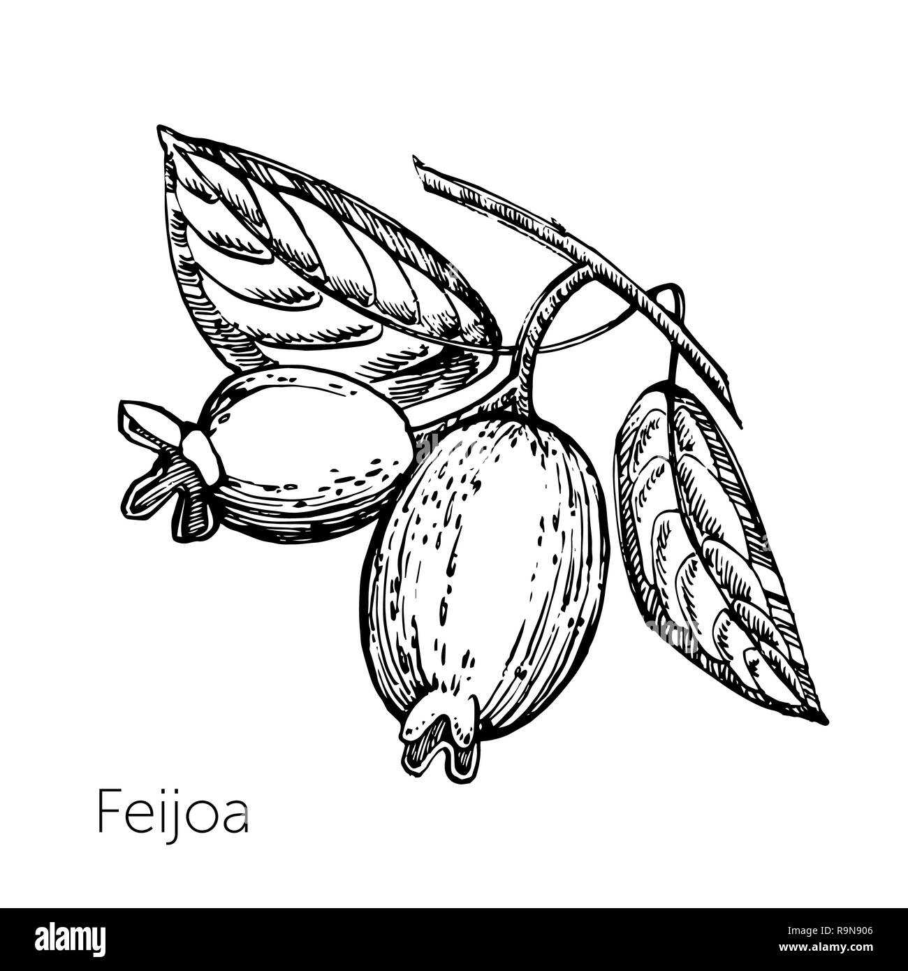 Guava Clip Art Black And White