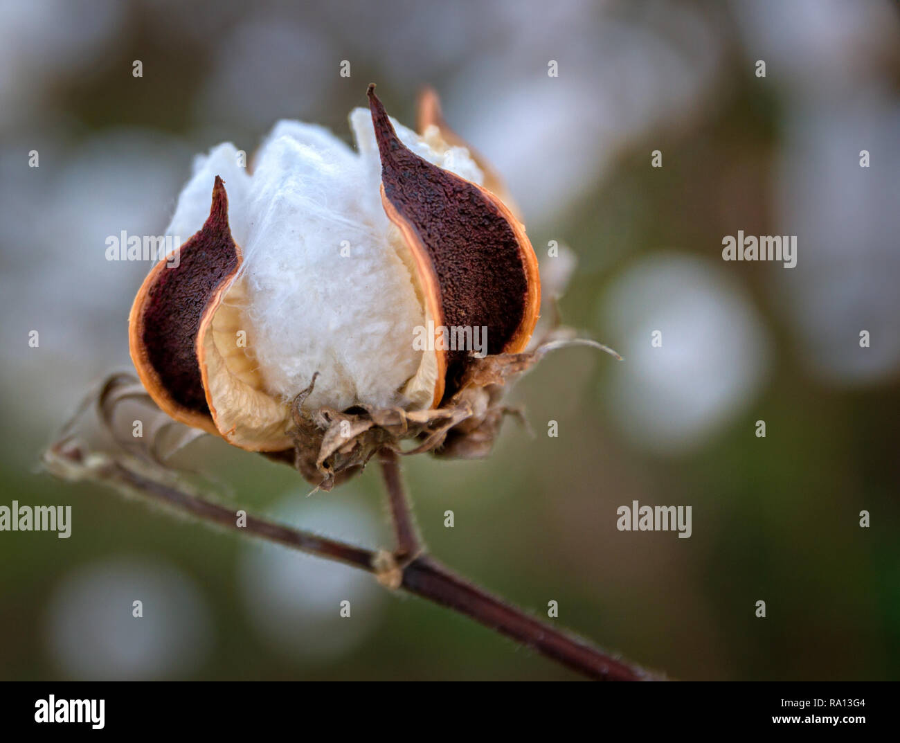 A mature cotton boll is isolated in a cotton field in Caledonia, Mississippi. Stock Photo