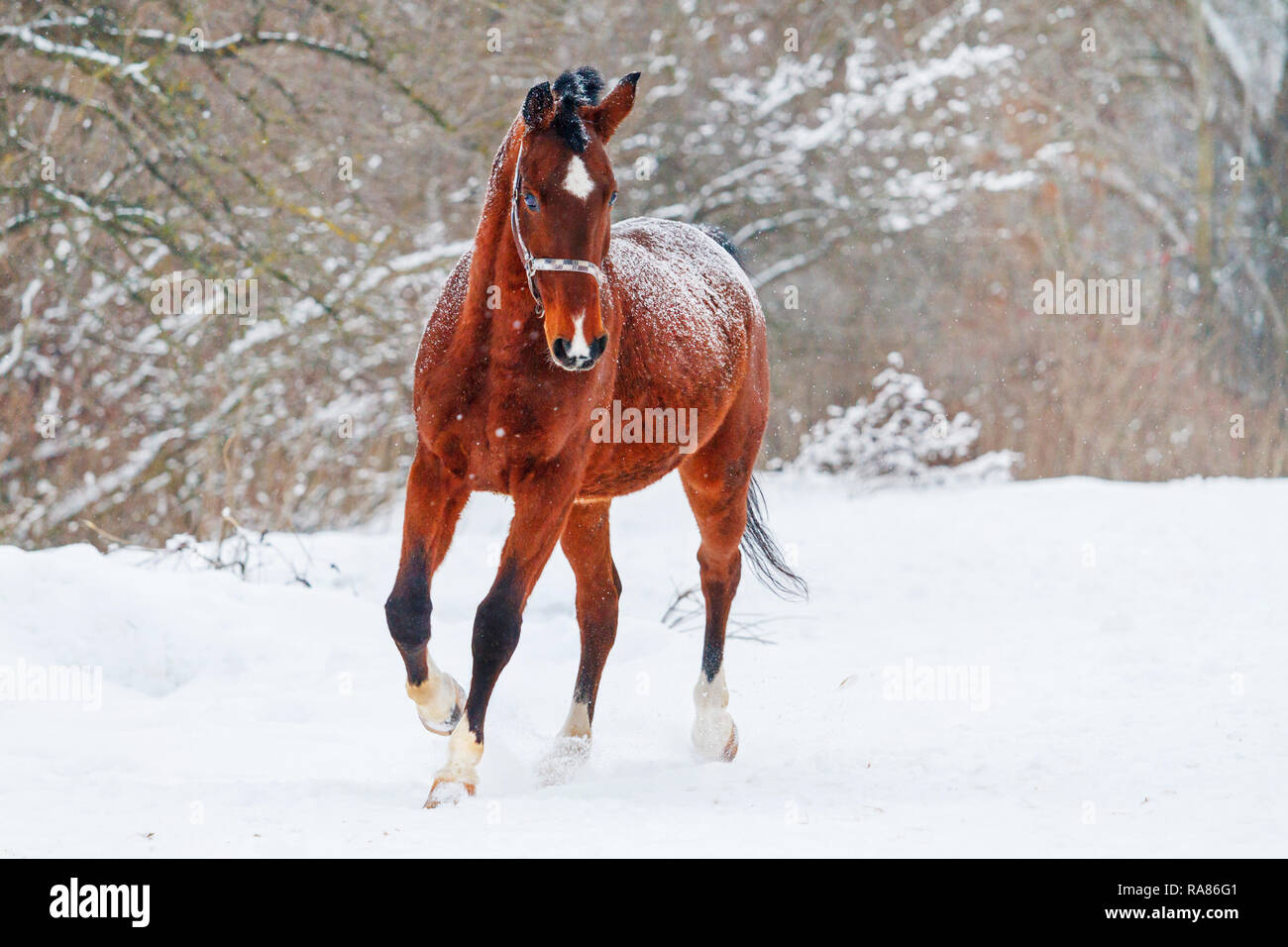 beautiful horse running on the white snow,beautiful winter photos Stock Photo