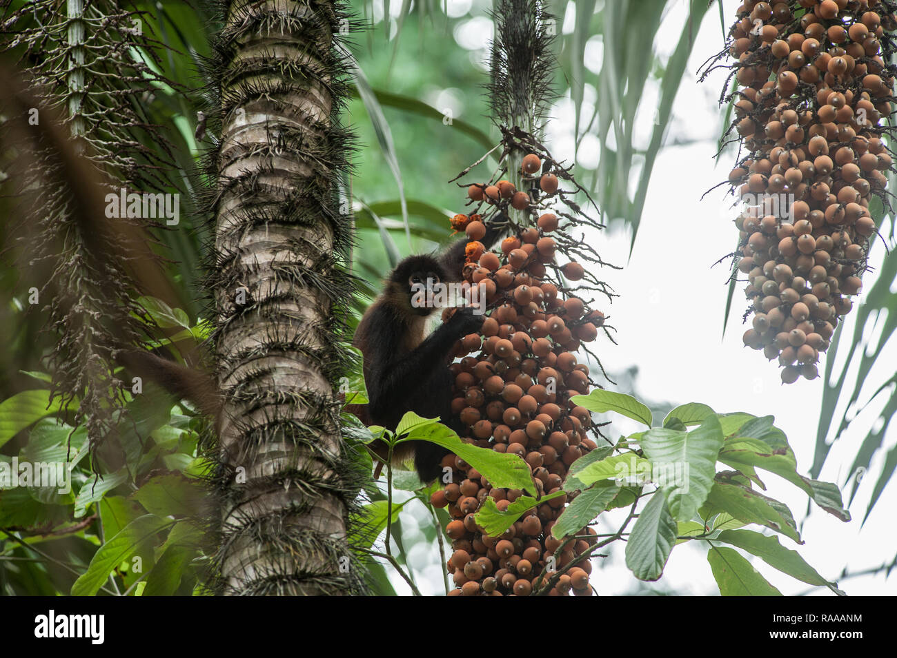 Spider Monkey Stock Photo