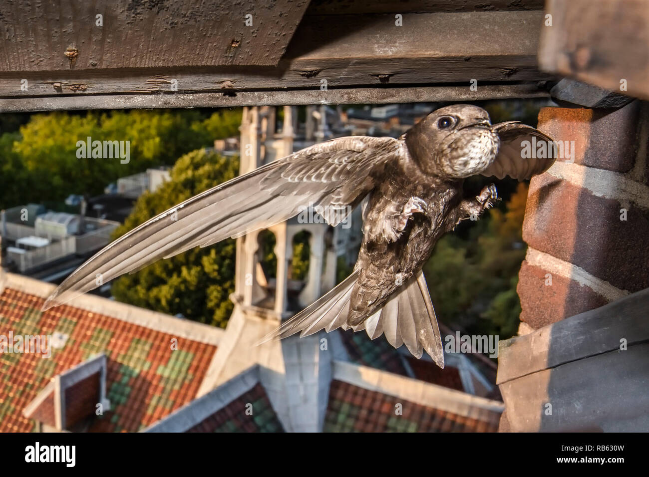 Common swift (Apus apus) arrives at nest with food for young. Each time they carry in their throat pouch between 300 and 500 insects. Amsterdam, The N Stock Photo