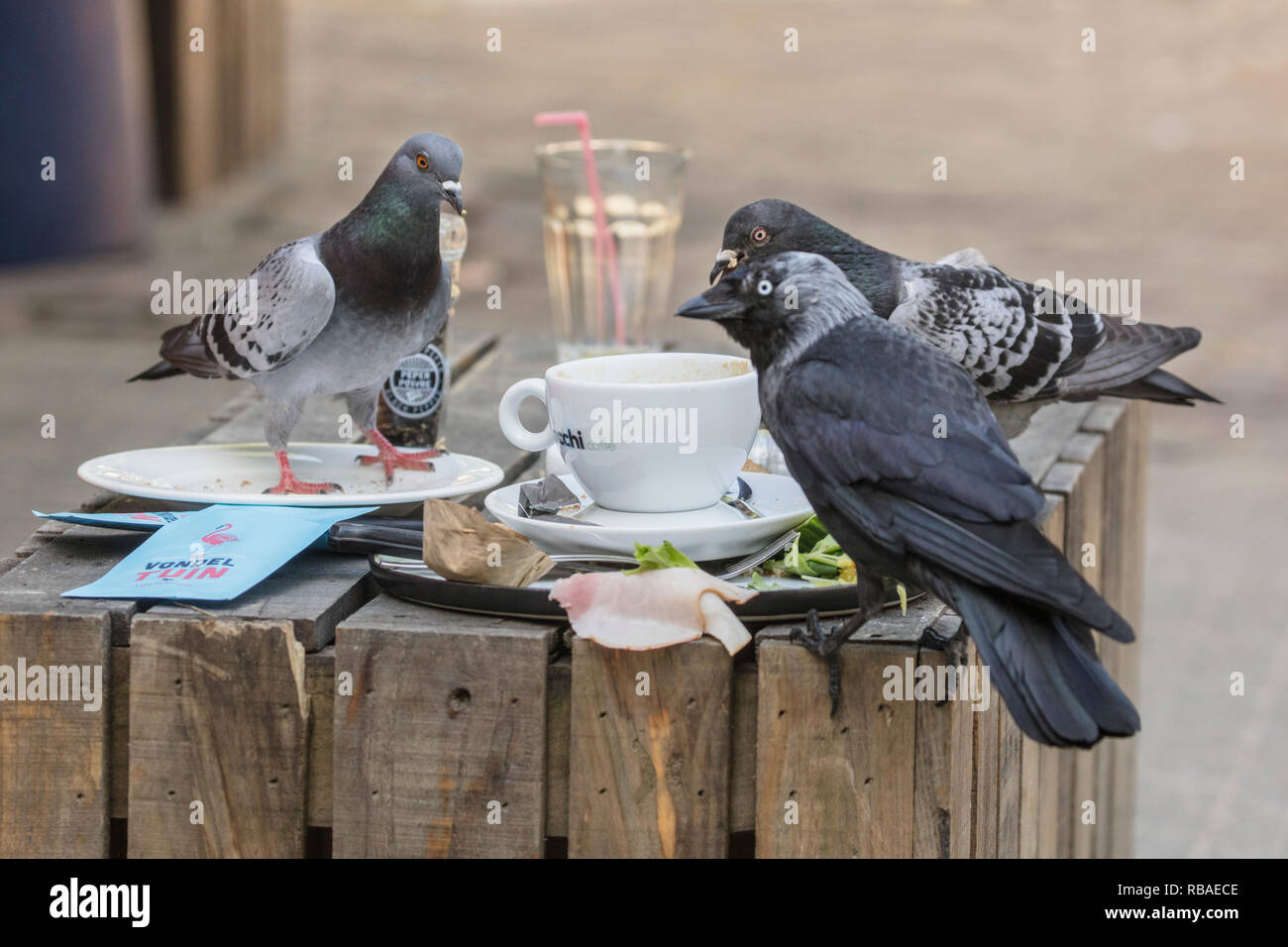 The Netherlands, Amsterdam, restaurant Vondeltuin in the Vondelpark. Jasckdaw and pigeons looking for waste food. Stock Photo